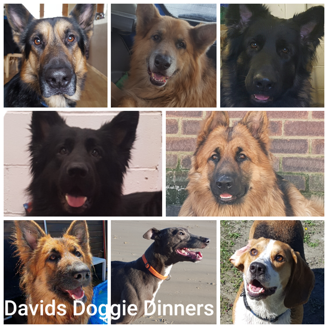 Davids Doggie Dinners, BARF diet, Raw Dog Food Suppliers; sittingbourne